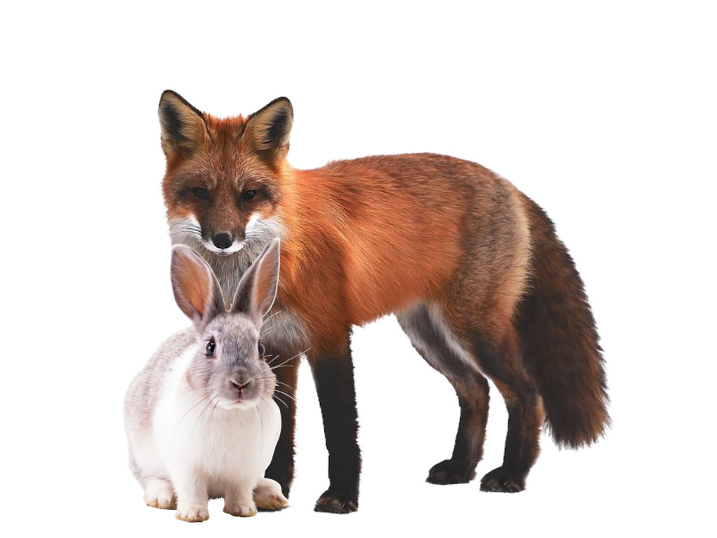 Animal Relationship 2 Fox And Rabbit by torrjua11011 on DeviantArt