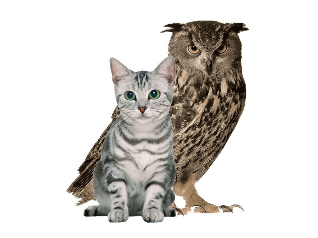 Animal Relationship 4 Cat And Owl by torrjua11011 on DeviantArt