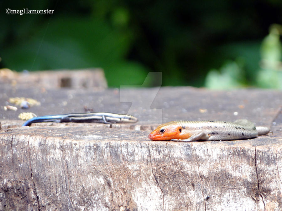 Two Lizard Friends by meghamonster on DeviantArt