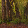 Evening Forest Scene