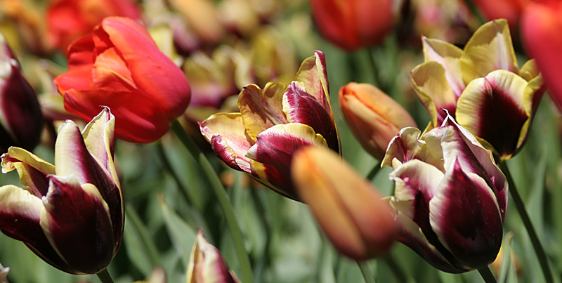 Floriade Flower Festival IX