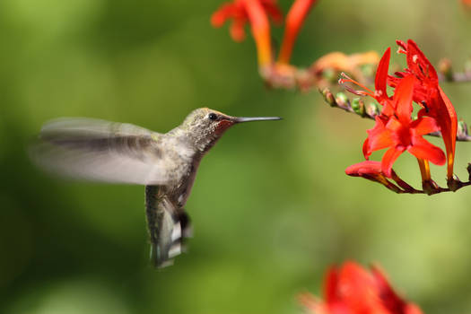 Hummingbird in my yard
