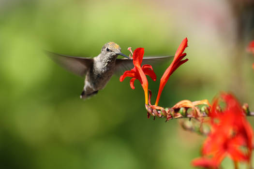 Another hummingbird in my yard