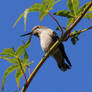 A Thinking Hummingbird