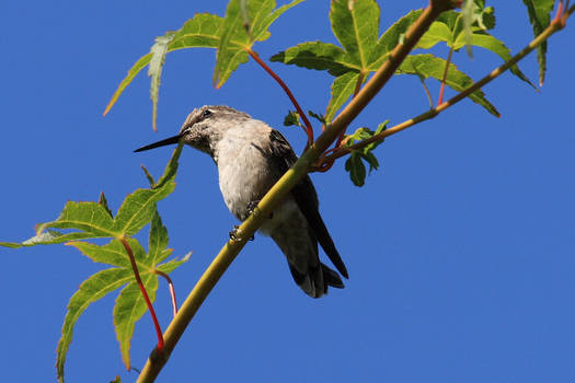 A Thinking Hummingbird