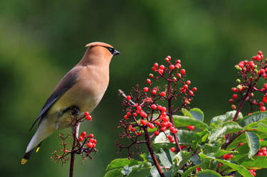 Cedar Waxwing