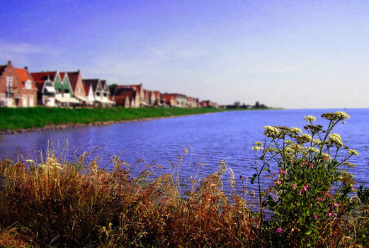 Lake Plants