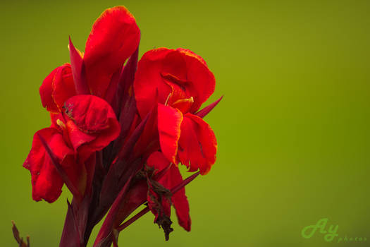 Tesbih flower