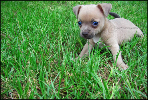 Bright Blue Eyes.