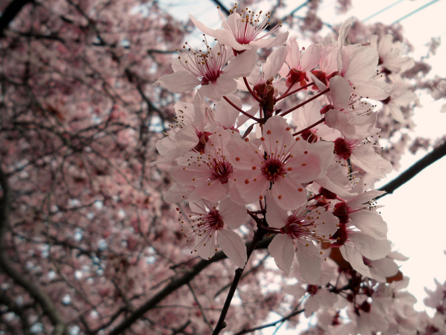 Spring Samples Spring Sample by A-RaeDArc on DeviantArt