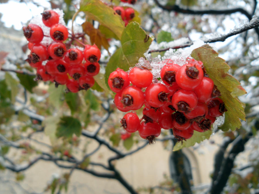 Berry Branch by A-RaeDArc on DeviantArt