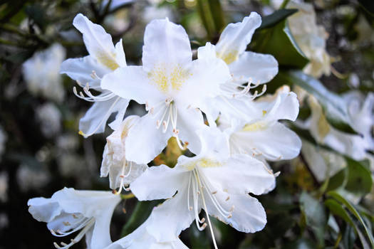 Rhododendrons in Kew