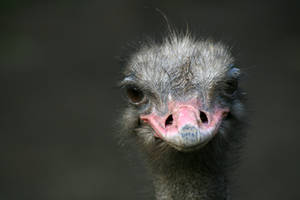 ostrich