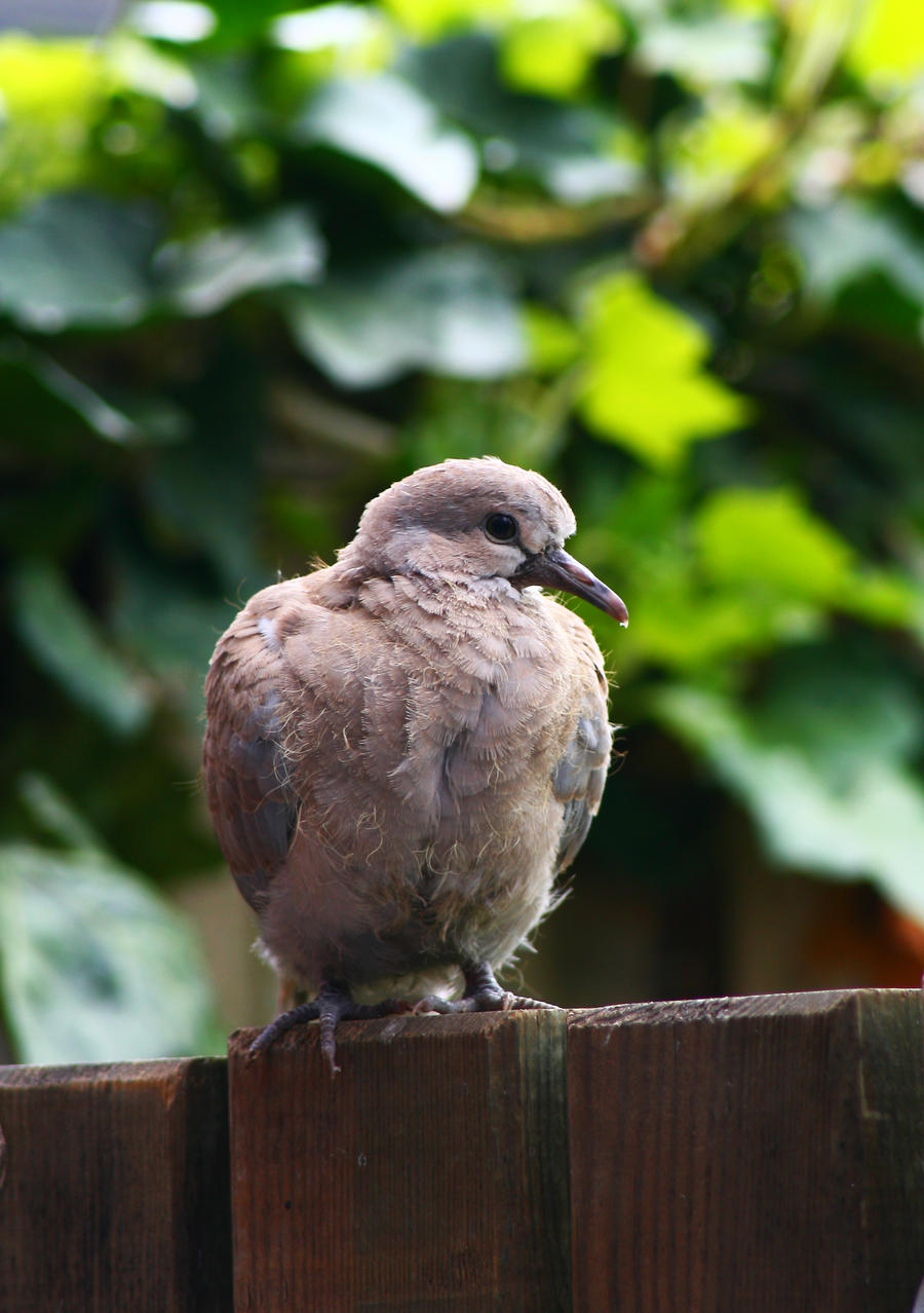 Baby Pigeon