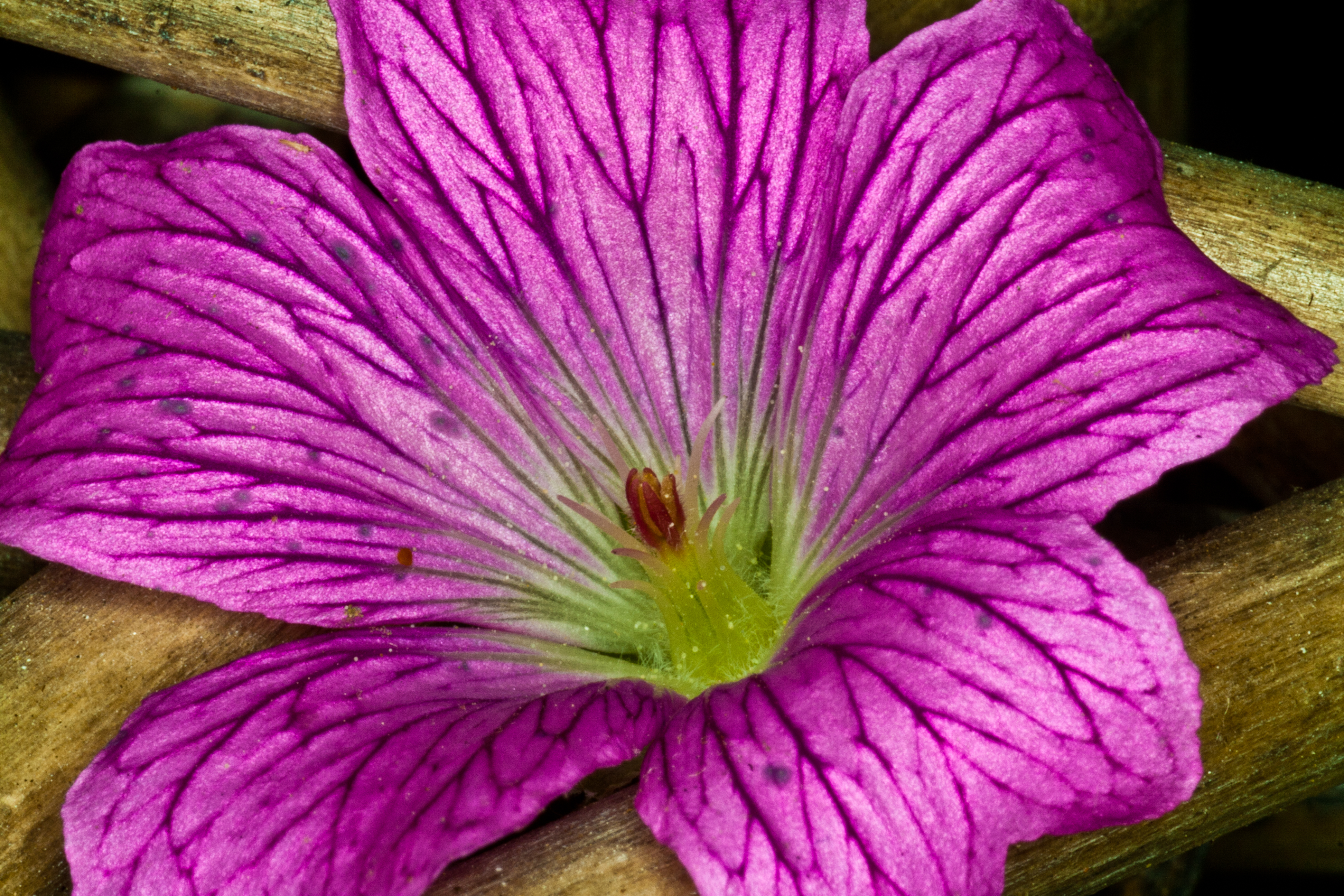 pink flower