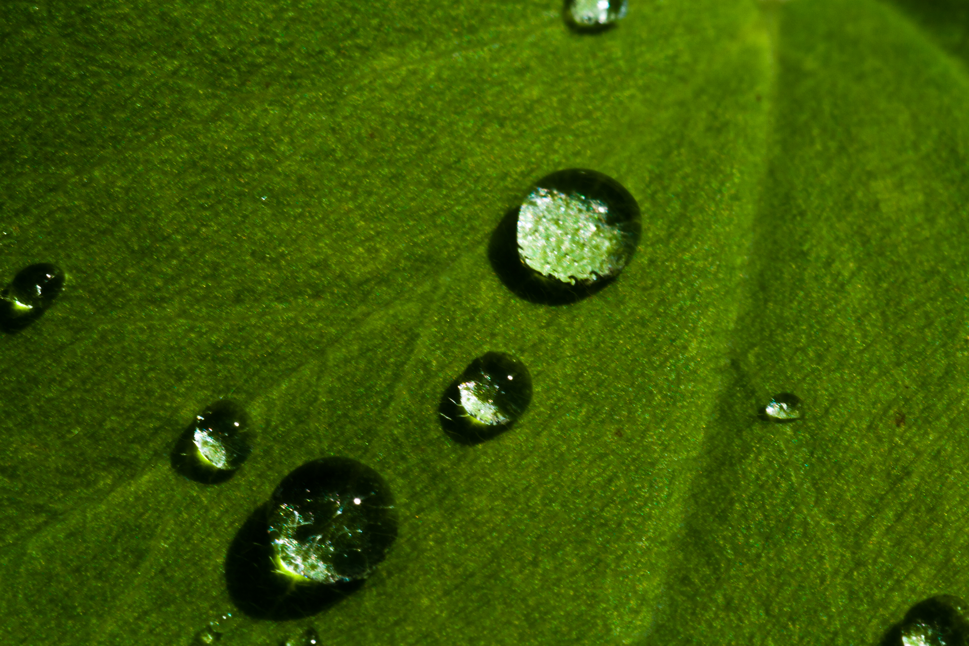 waterdrops on a leaf