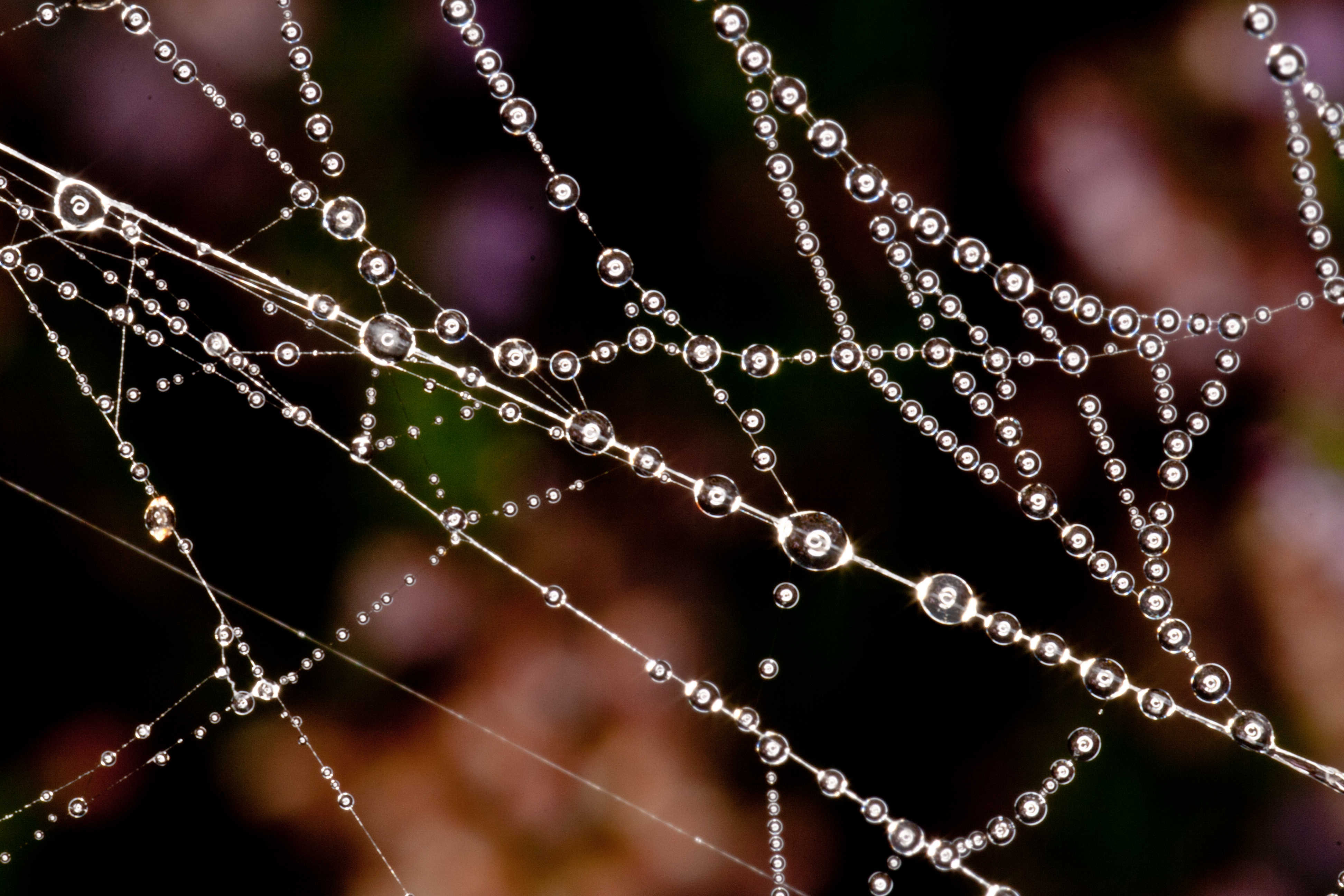 Spiders pearls