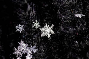 Snowflakes by YvdlArt