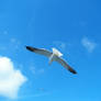 Flying Seagull 2