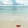 Sea Star - 2