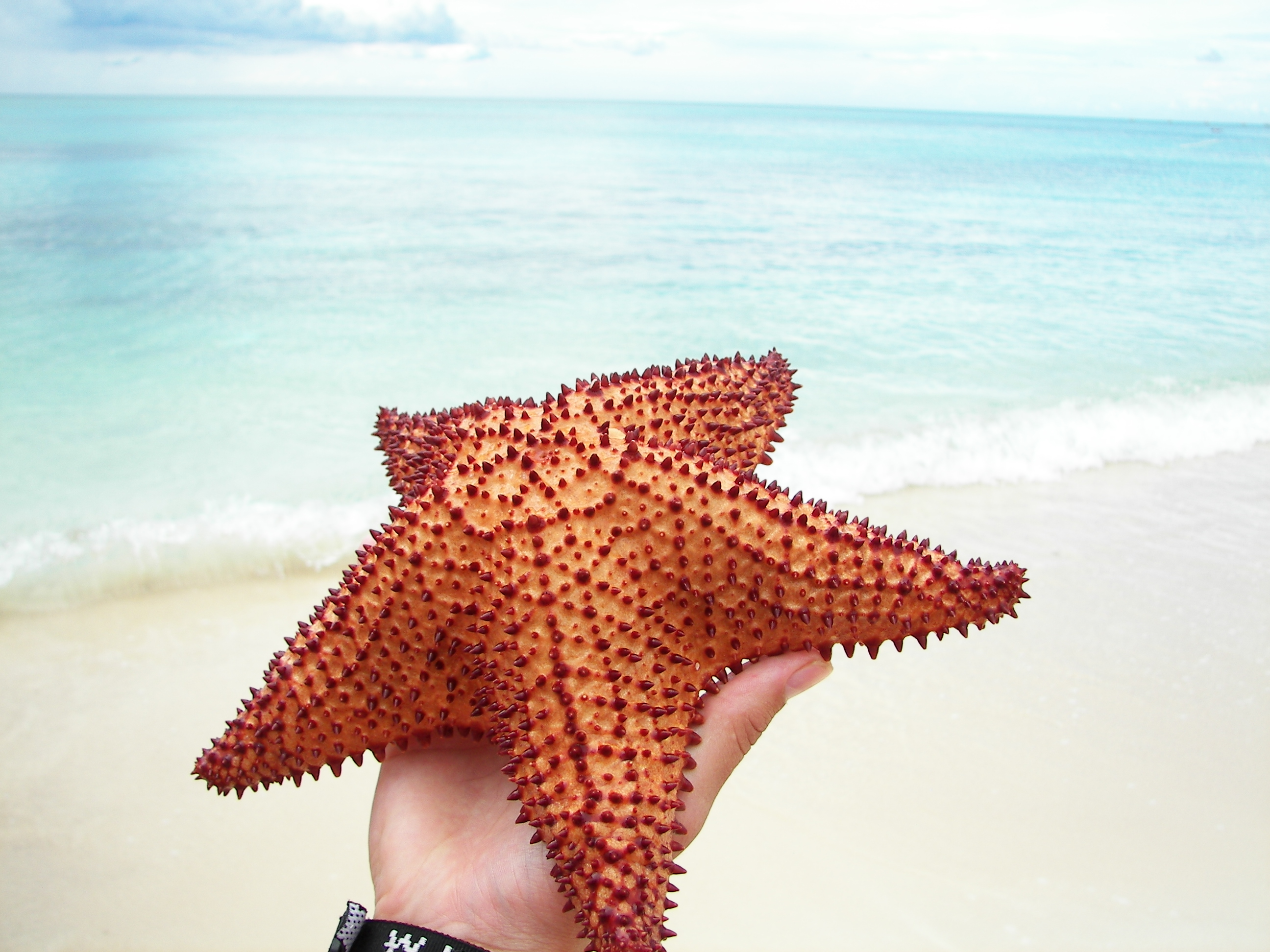 Sea Star - 3