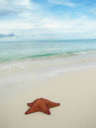 Sea Star - 4