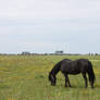 Frisian horses 7