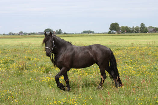 Frisian horses 12