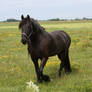 Frisian horses 13