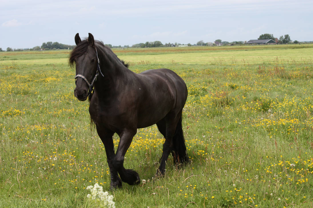 Frisian horses 13