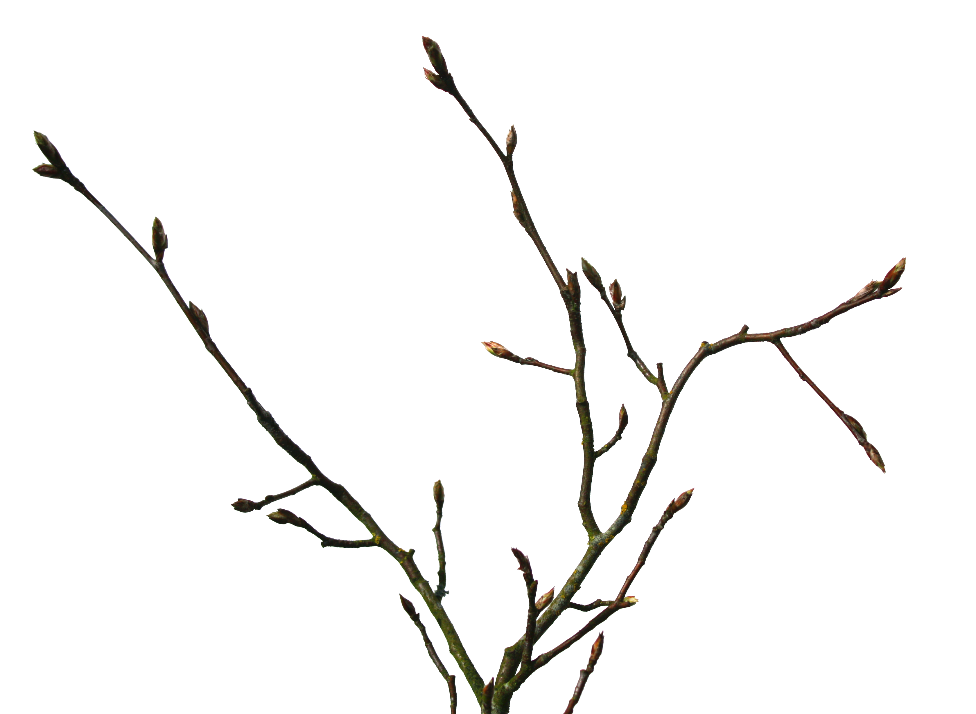 Twig 2