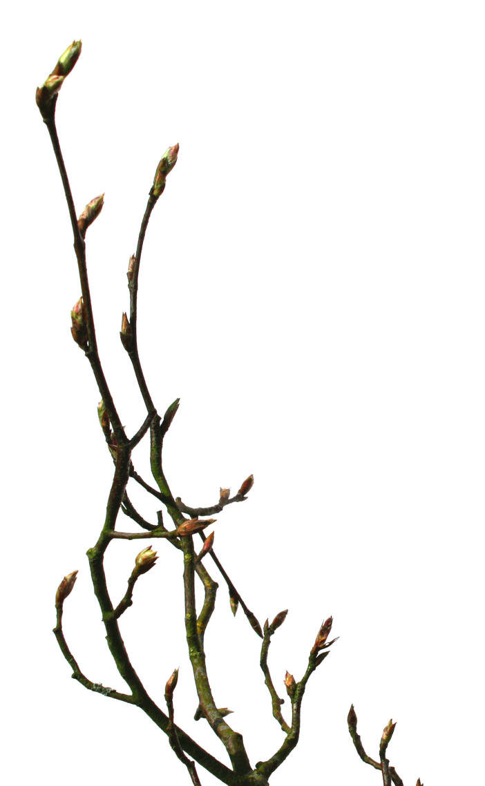 Twig 3 by photohouse on DeviantArt