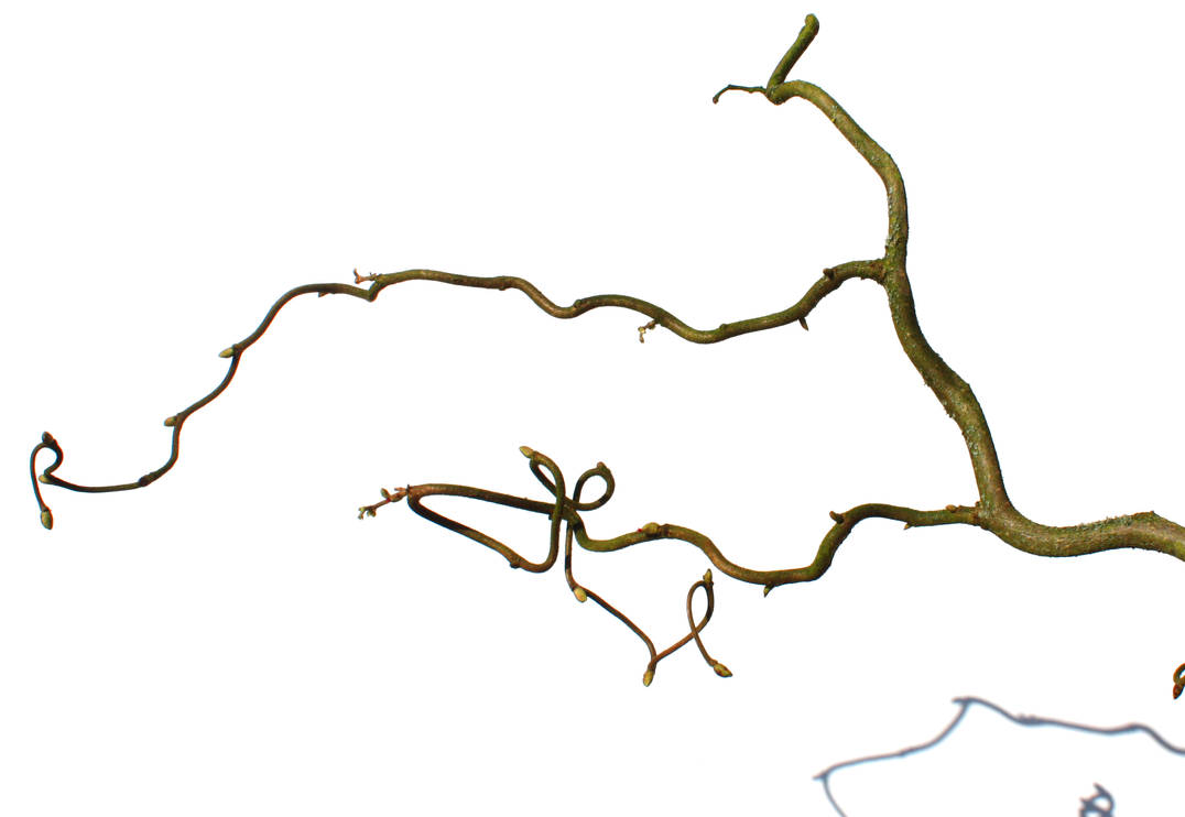 Twig 6 by photohouse
