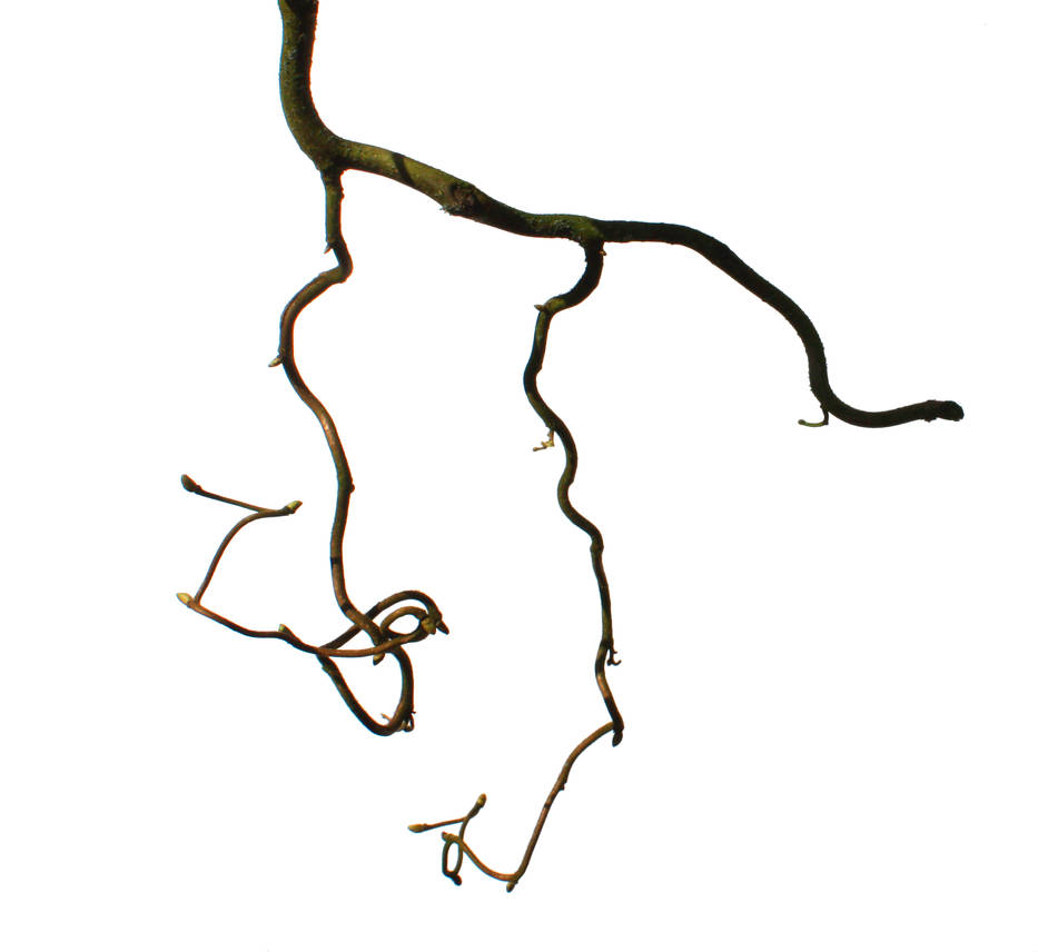 Twig Unit Twig 7 by photohouse on DeviantArt