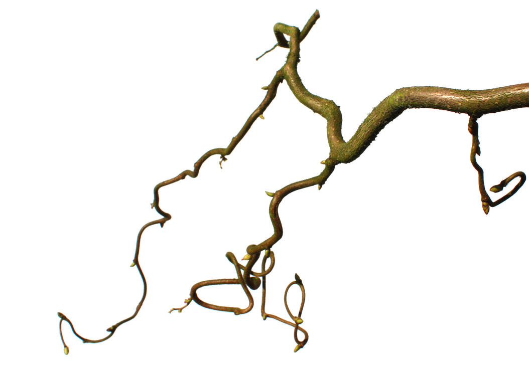 Twig Unit Twig 8 by photohouse on DeviantArt