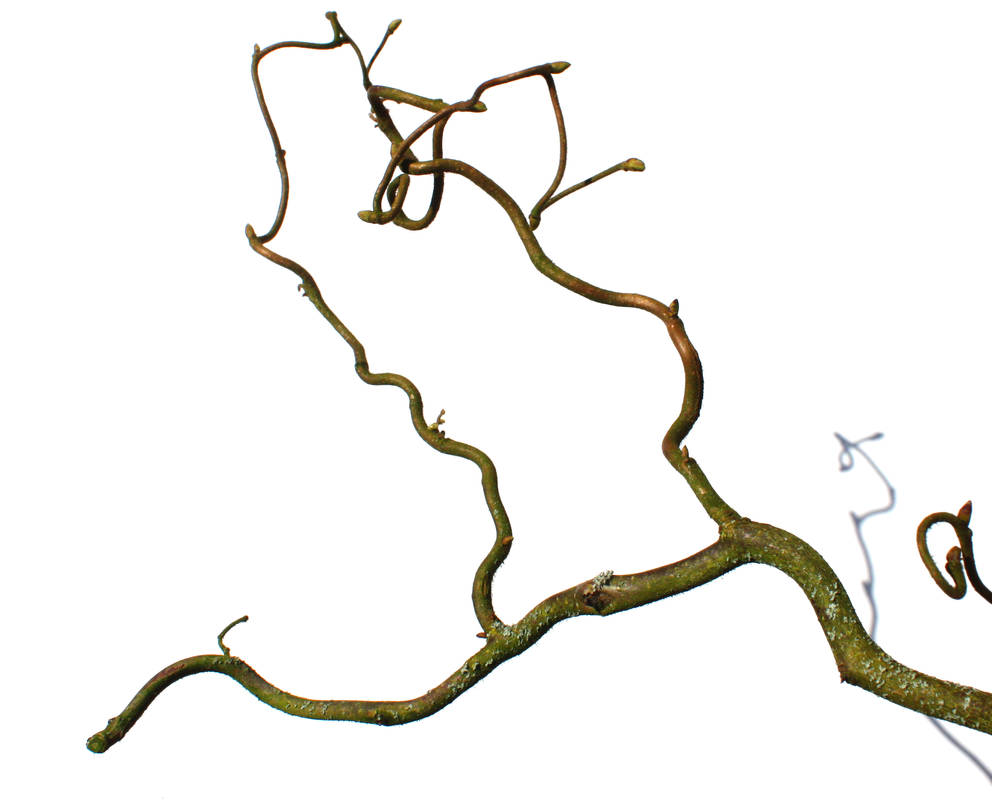 Twig Rgh Twig 9 by photohouse on DeviantArt