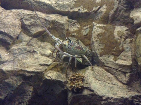 SPINY LOBSTER