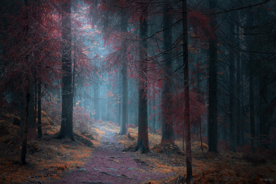 Dark forest