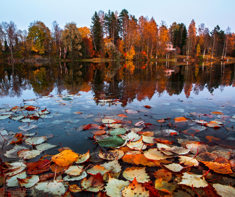 Autumn leafs