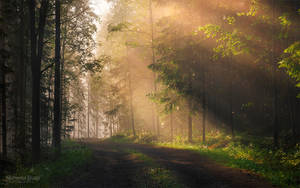 Morning in Forest