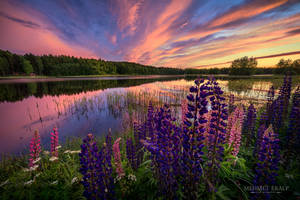 Lupines of setting sun