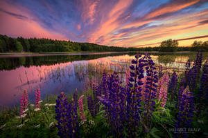 Lupines of setting sun by m-eralp Lupines of setting sun by m-eralp