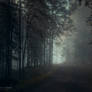 Dark Forest