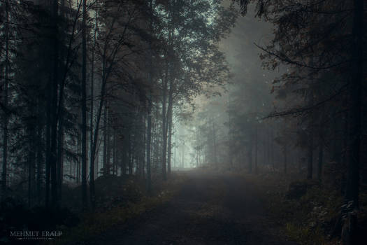 Dark Forest