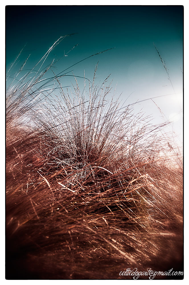 Grassy-Grass