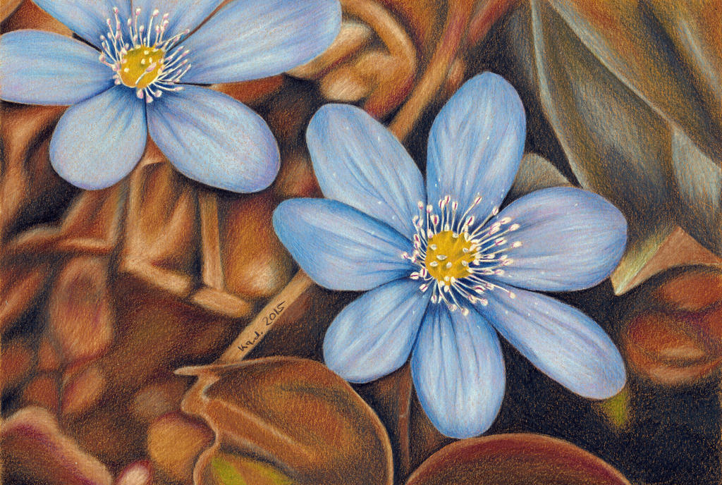 Liverleaf - colored pencil drawing