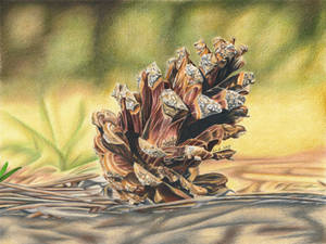 Pine Cone - colored pencil drawing