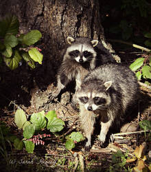 Raccoons