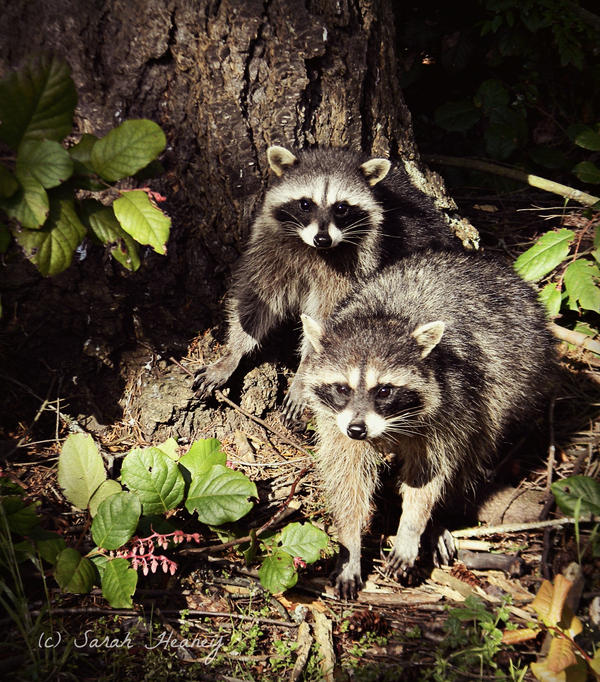 Raccoons by Lillith8810