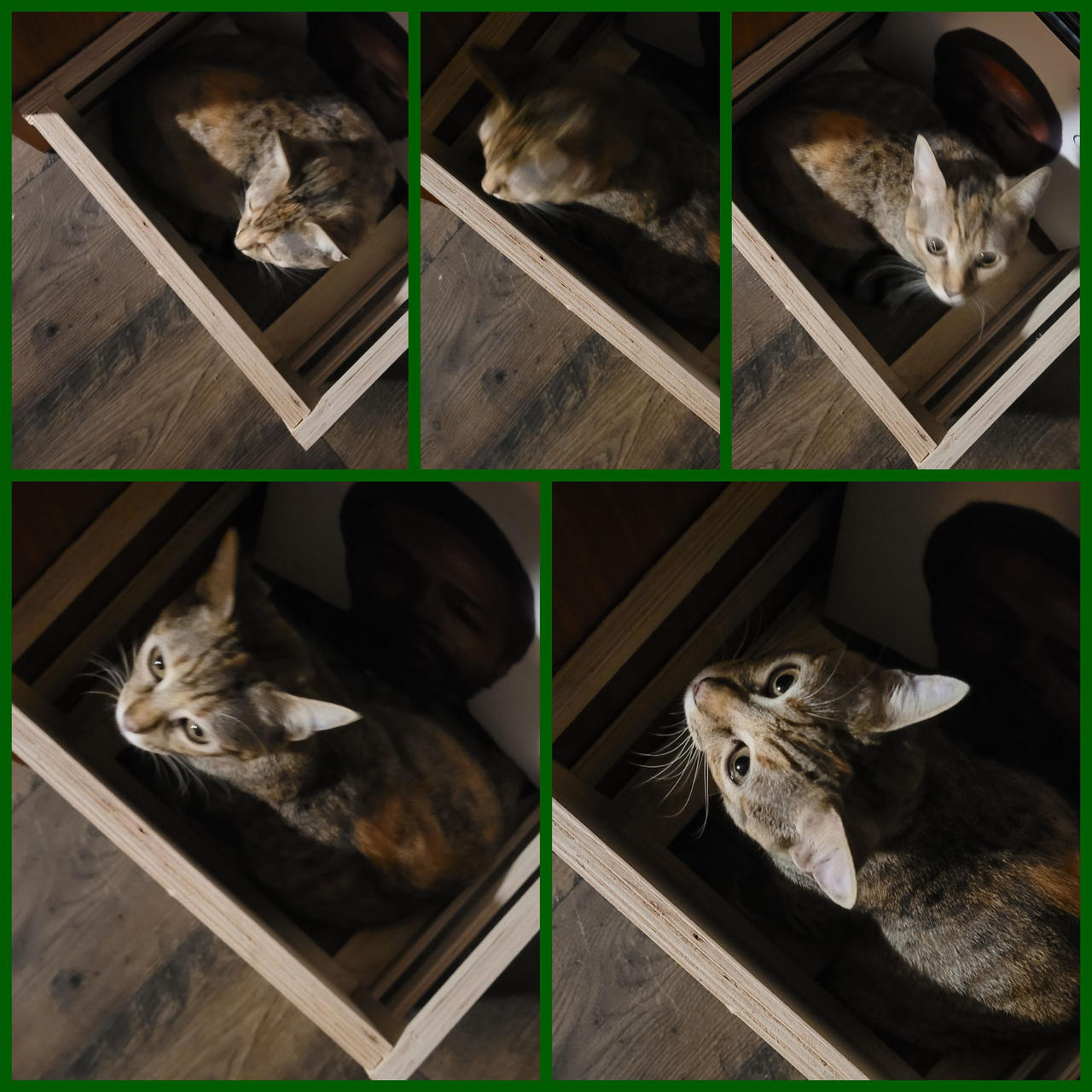 Box kitten by RAINAMOON1611 on DeviantArt